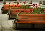 Tulips & Benches